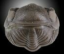 Big Wide Enrolled Eldredgeops Trilobite - Ohio #31801-1